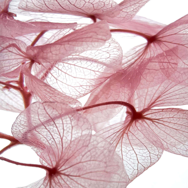 Herbarium : Collection de Plantes Immergées dans des Flacons en Verre