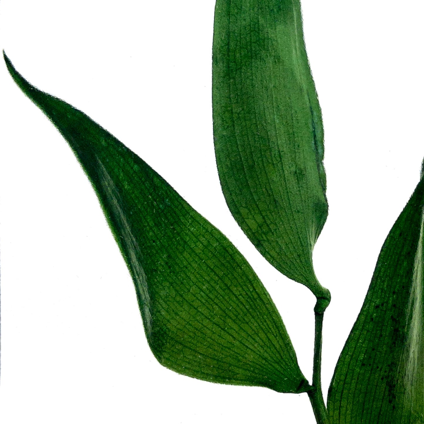 Plante immergée dans un flacon d'apothicaire en verre rectangulaire de 17 cm de hauteur. Brin de Ruscus vert profond