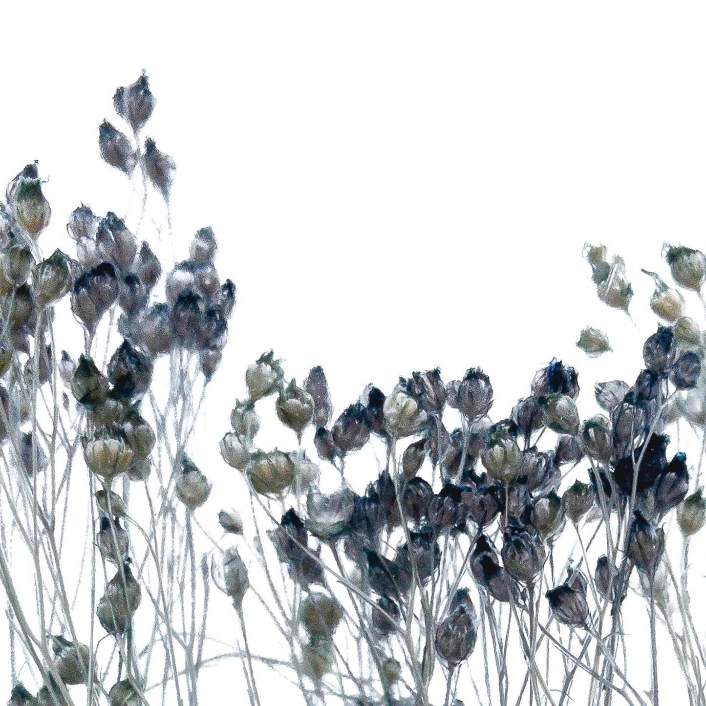 Plante immergée dans un flacon d'apothicaire en verre rectangulaire de 17 cm de hauteur. Brin de broom broom d'un bleu gris profond