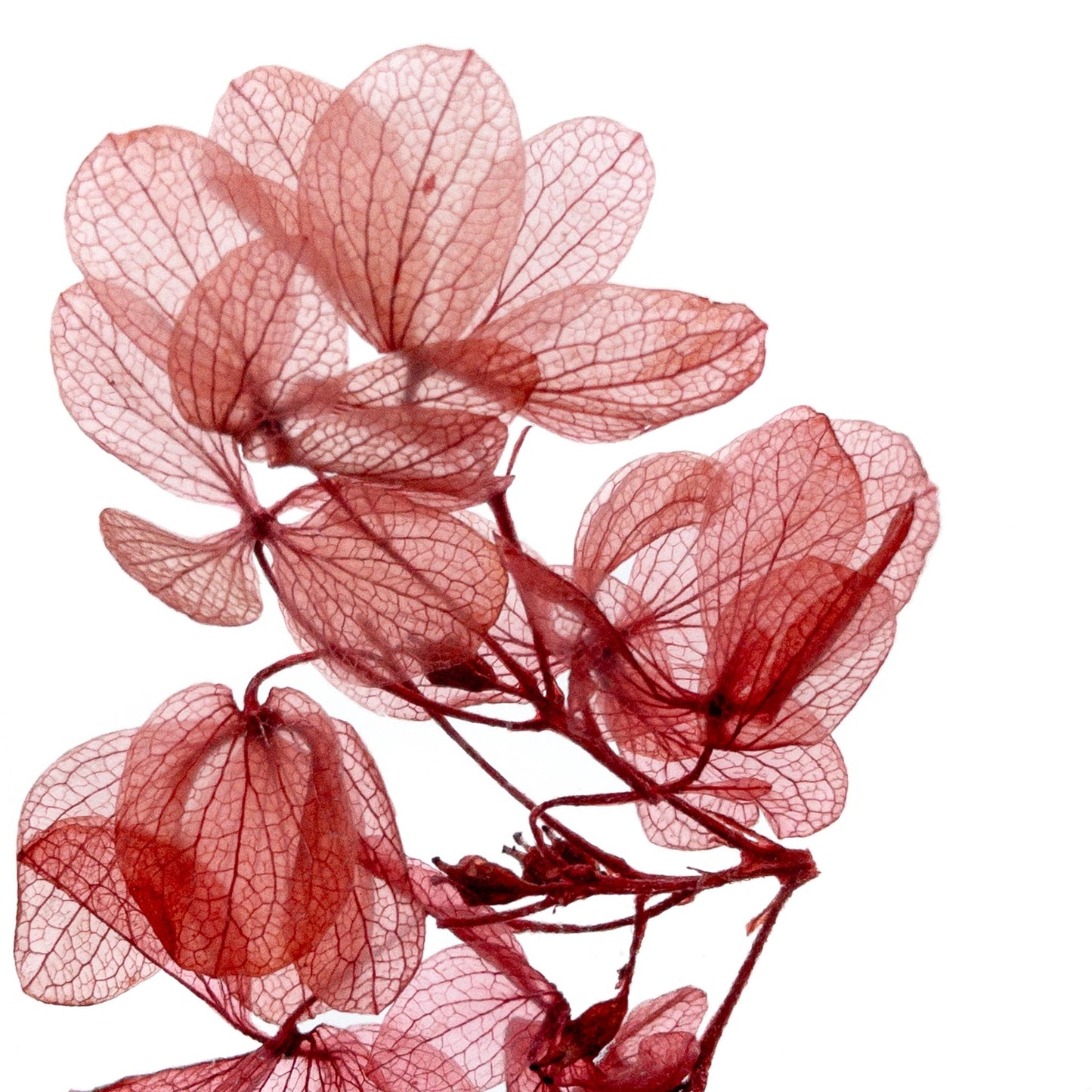 Plante immergée dans un flacon d'apothicaire en verre rectangulaire de 17 cm de hauteur. Brin d'Hortensia Peegee rouge tendre