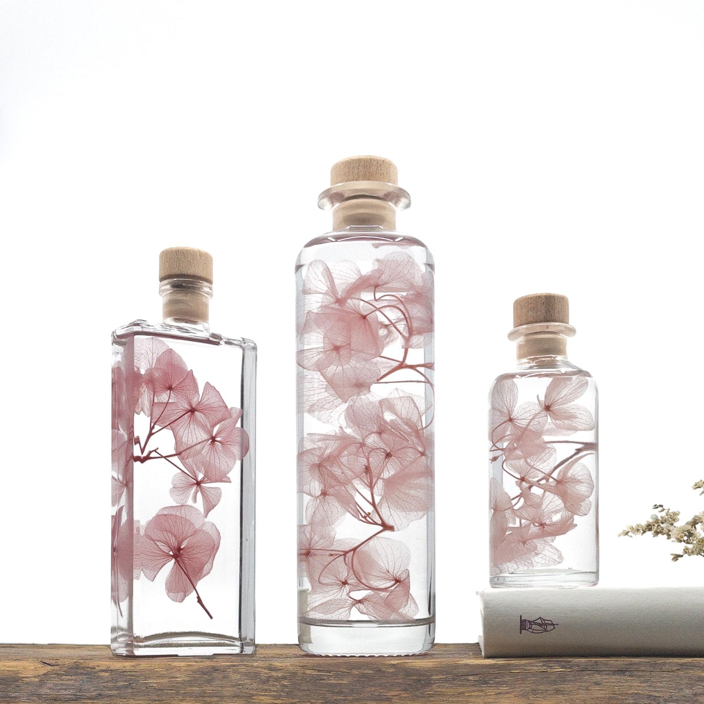 Plante immergée dans un flacon d'apothicaire en verre. Brin d'Hortensia rose.