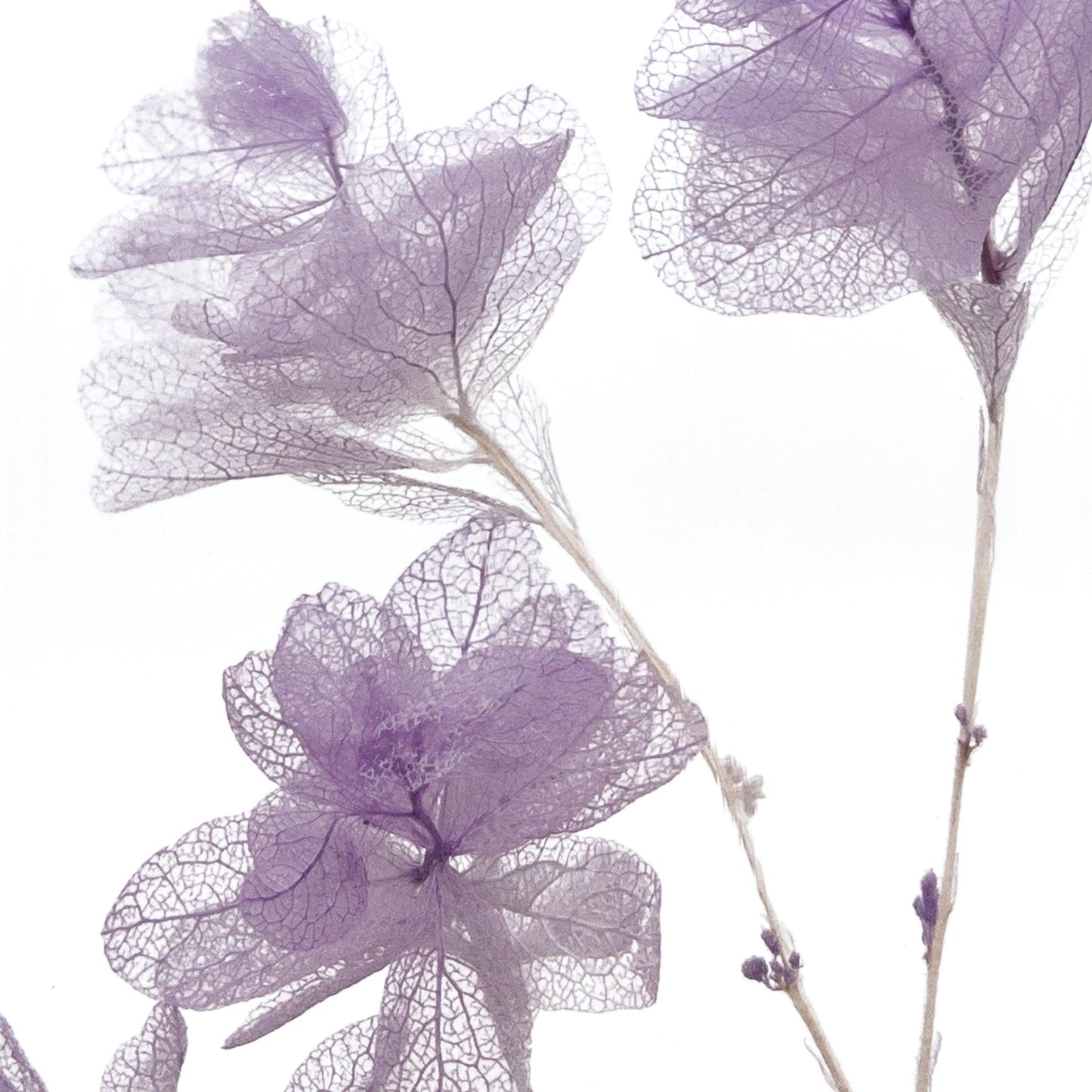 Plante immergée dans un flacon d'apothicaire en verre rectangulaire de 17 cm de hauteur. Brin d'Hortensia Feuille de Chêne Lilas