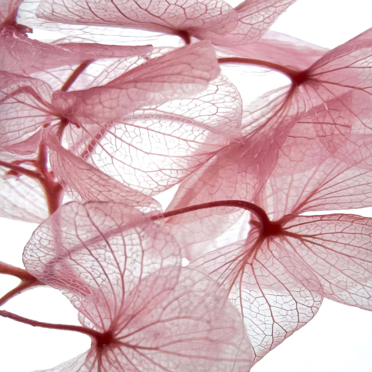 Plante immergée dans un flacon d'apothicaire en verre. Brin d'Hortensia rose.