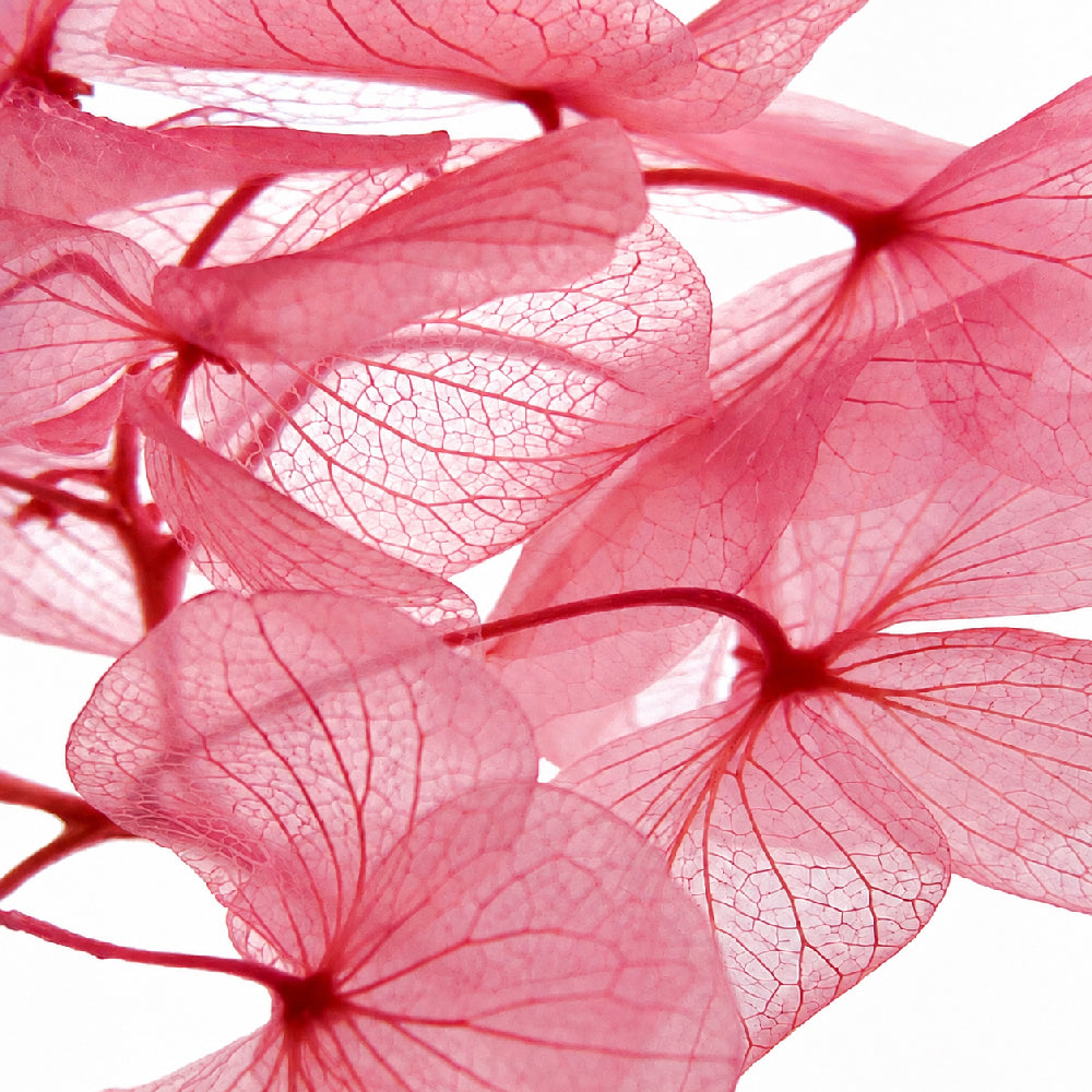 Plante immergée dans un flacon d'apothicaire en verre. Brin d'Hortensia rose framboise.