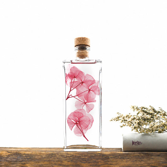 Plante immergée dans un flacon d'apothicaire en verre. Brin d'Hortensia rose framboise.